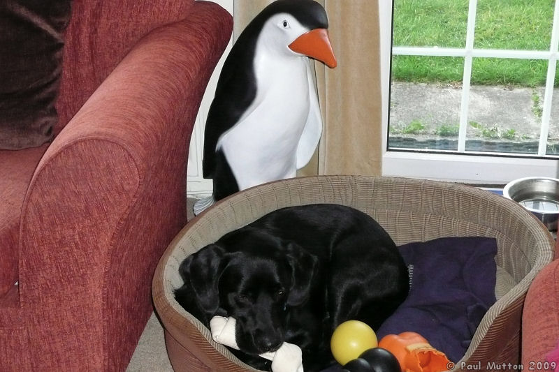 P1030315 Toby the black lab and the evil penguin